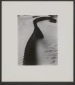 Fifteen Photographs
