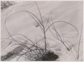 Tornbusch im winter