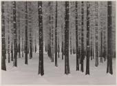 Tannenwald im winter