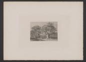 [Reproduction of Max Schmidt's drawing "The Cedars of Lebanon"]