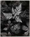 Leaves, Mount Rainier National Park, Washington