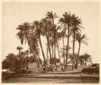 Antinoé.— Palmier de Cheik- Abaddeh.