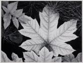 Leaf, Glacier Bay National Monument, Alaska