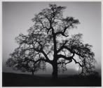 Oak tree, Sunset City, Sierra Foothills, California