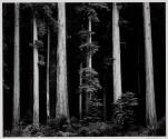 Northern California coast redwoods