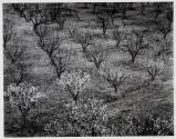 Orchard, early spring, near Stanford University, California