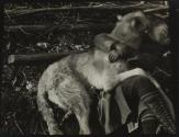 [Kate Steichen playing with Irish wolfhound]