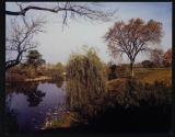 Jergens Pond, Willow and Elm, View from the Bedroom