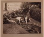 [Three boys reaching into pond]