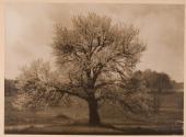 [Flowering tree]
