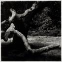 The Tree, M.V. (Martha's Vineyard)