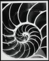 Nautilus pompilius Linne