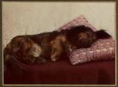 [Dog asleep on a sofa]