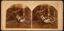 The (Ab)Original Babe in the Woods