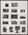 [Photographs of Flowers]