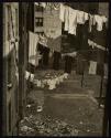 Backyard Vista Harlem Document
