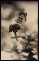 [Butterfly on Zinnia]