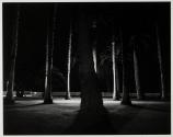 [Palm Trees at Night]