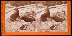 Sea Lions, Woodward's Garden, San Francisco