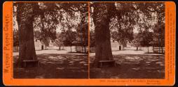 Avenue in rear of T.H. Selby's Residence.