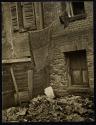 Backyard Vista Harlem Document