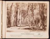 Bosque de Chapultepec. Aldrededores de Mexico