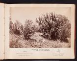 Tula Garambulla Trees. State of Mexico.