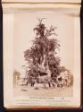 Tree of Fernand Cortes.