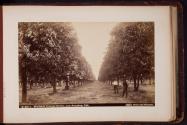 Wolfskill Orange Grove, Los Angeles, Cal.