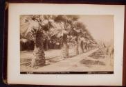 A Palm Avenue, Longstreet's, Los Angeles, Cal.