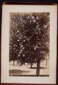 An Orange Grove, San Gabriel Valley, California
