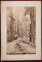 In the Mariposa Grove
