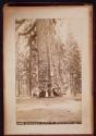 Grizzly Giant," 33 feet dia, Mariposa Grove
