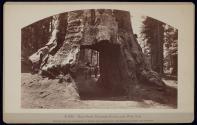 Dead Giant, Tuolumne Grove, Diameter 30 ft. 8 in.
