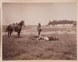 [Man branding steer on the range]