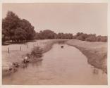 [Steer standing in creek]