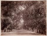[Tree lined drive]