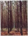 [Rayonier, forest landscape, Jessup, Georgia]