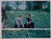 [Lucky Strike Cigarettes, two men in tobacco field]