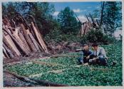 [Lucky Strike Cigarettes, two men in tobacco field]