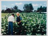 [Lucky Strike Cigarettes, two men in tobacco field, looking at tobacco leaves]