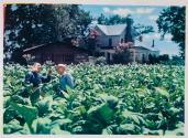 [Lucky Strike Cigarettes, two men looking at tobacco flowers]