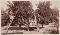 Orange Picking at W.B. Russell's, Riverside