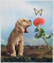 [American Magazine, June 1947 Cover, Cocker Spaniel]