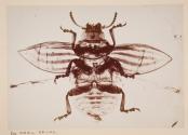 Photomicrograph of Doryphore decemlineata (Potato Bug)