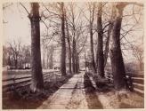 Avenue of Sycamore Trees Leading to House in Schuylkill, Pennsylvania