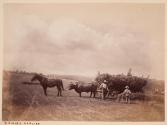 Harvesting, Pennsylvania