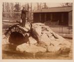 [Page 77: Elephants Bathing at Zoological Garden, Philadelphia / Sea Lion at Zoological Garden, Philadelphia]