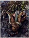 Thoreau Series
