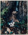 Ruffed Grouse's Nest